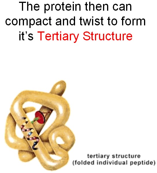 Tetriary Structure of a Protein